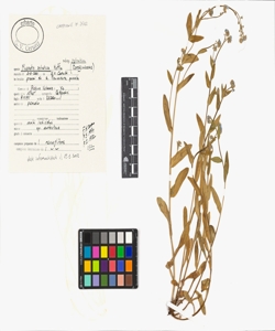 Myosotis sylvatica Hoffm. subsp. sylvatica