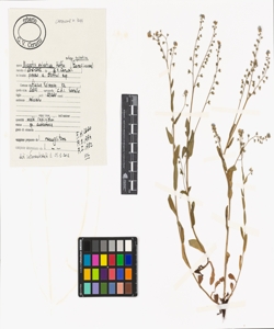 Myosotis sylvatica Hoffm. subsp. sylvatica