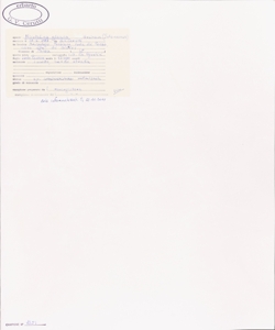 Nicotiana glauca Graham