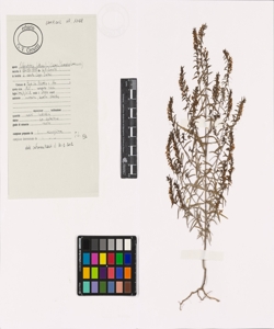 Odontites luteus (L.) Clairv.