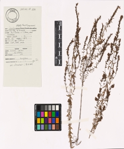 Odontites vulgaris Moench s.l.