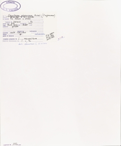 Oenothera glazioviana Micheli