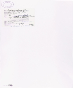 Oenothera sesitensis Soldano