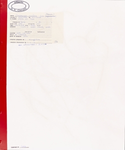 Onobrychis viciifolia Scop.