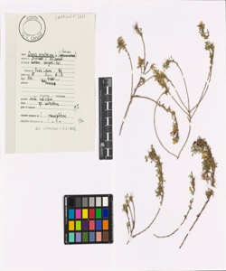 Ononis minutissima L.