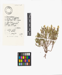 Ononis minutissima L.