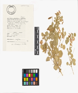 Ononis rotundifolia L.