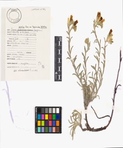 Onosma helvetica Boiss. em. Teppner subsp. helvetica