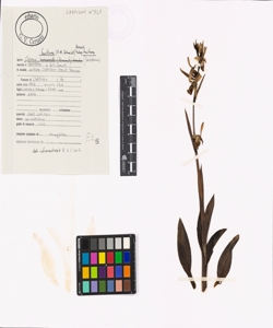 Ophrys fuciflora (F.W. Schmidt) Moench subsp. fuciflora