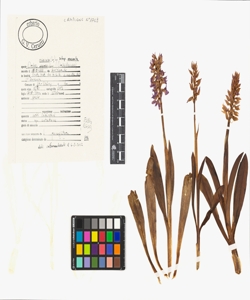 Orchis mascula (L.) L. subsp. mascula