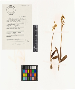 Orchis provincialis Balb. ex Lam. & DC.