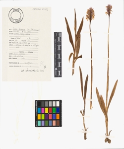 Orchis tridentata Scop.