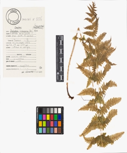 Oreopteris limbosperma (All.) Holub