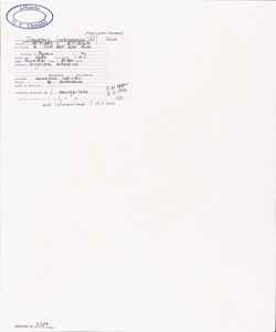 Oreopteris limbosperma (All.) Holub