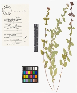Origanum vulgare L. subsp. vulgare