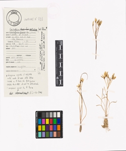 Ornithogalum monticolum Jord. & Fourr.