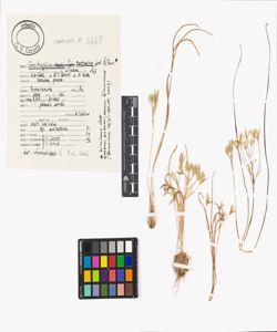 Ornithogalum monticolum Jord. & Fourr.