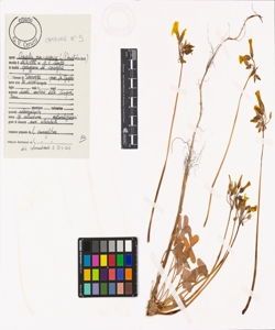 Oxalis pes-caprae L.