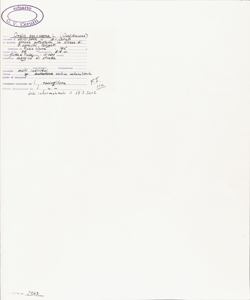 Oxalis pes-caprae L.