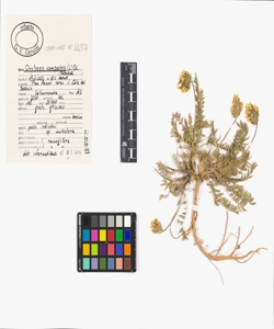 Oxytropis campestris (L.) DC.