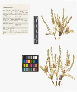 Oxytropis fetida (Vill.) DC.