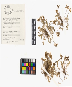 Oxytropis helvetica Scheele