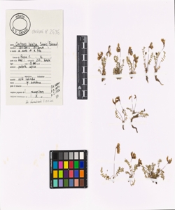 Oxytropis helvetica Scheele