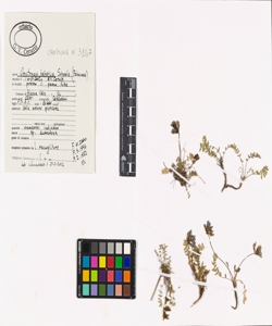 Oxytropis helvetica Scheele