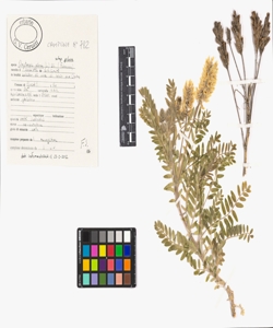 Oxytropis pilosa (L.) DC. subsp. pilosa