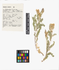 Oxytropis pilosa (L.) DC. subsp. pilosa