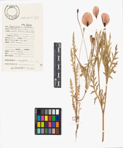 Papaver dubium L. subsp. dubium