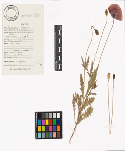 Papaver rhoeas L. subsp. rhoeas