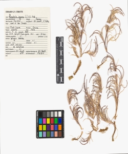 Parapholis incurva (L.) C.E. Hubb.