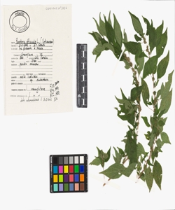 Parietaria officinalis L.