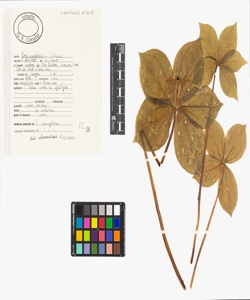 Paris quadrifolia L.