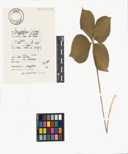 Paris quadrifolia L.