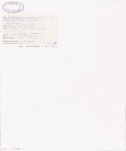 Parthenocissus quinquefolia (L.) Planch.