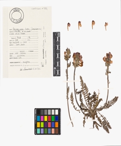 Pedicularis cenisia Gaudin