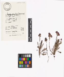 Pedicularis cenisia Gaudin