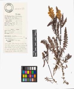 Pedicularis comosa L. subsp. comosa