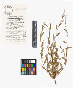 Persicaria hydropiper (L.) Delarbre