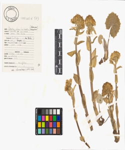 Petasites albus (L.) Gaertn.