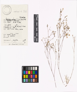 Petrorhagia saxifraga (L.) Link subsp. saxifraga