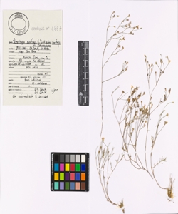 Petrorhagia saxifraga (L.) Link subsp. saxifraga