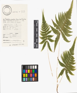 Phegopteris connectilis (Michx.) Watt