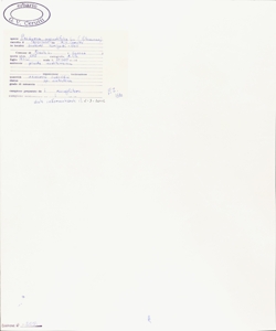 Phillyrea angustifolia L.