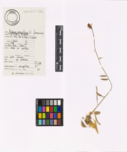 Phyteuma betonicifolium Vill.