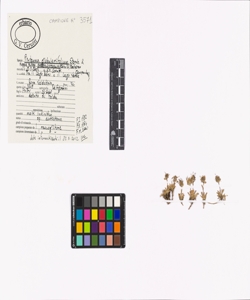 Phyteuma globulariifolium Sternb. & Hoppe subsp. pedemontanum (R. Schulz)