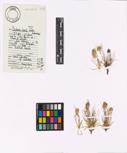 Phyteuma humile Schleich. ex Gaudin