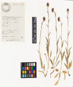 Phyteuma orbiculare L.